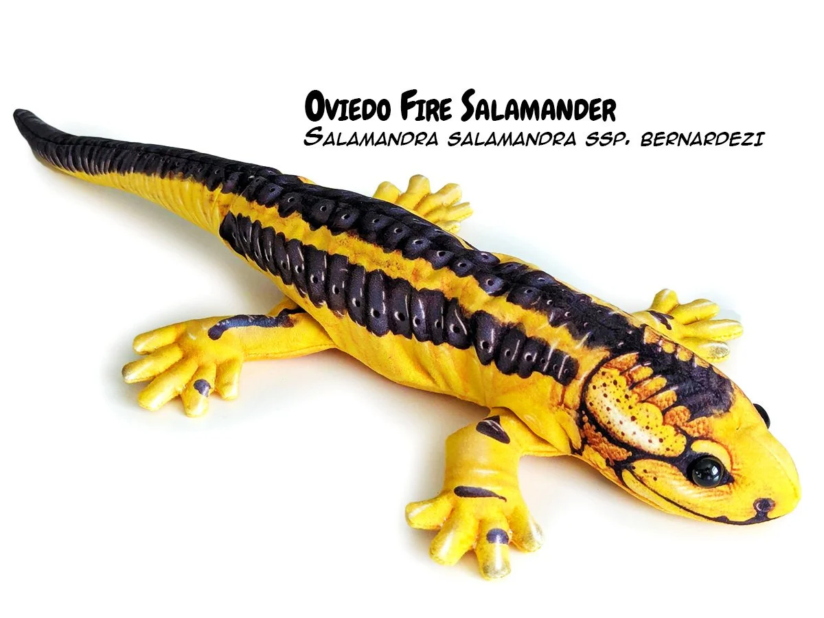 Salamandra Species — PALÆOPLUSHIES
